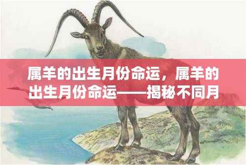 属羊的出生月份命运解析,揭秘不同月份出生的羊年人的命运轨迹