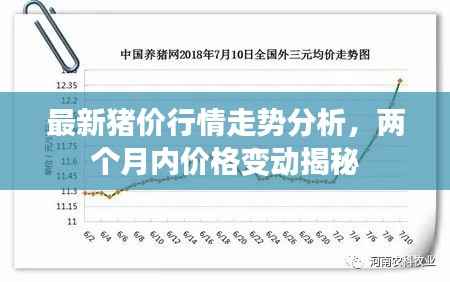 最新猪价行情走势分析,两个月内价格变动揭秘