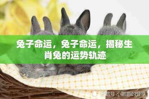 揭秘生肖兔的运势轨迹与命运展望