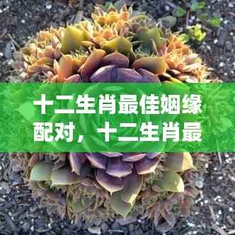 揭秘十二生肖最佳姻缘配对,寻找属于你的缘分密码!