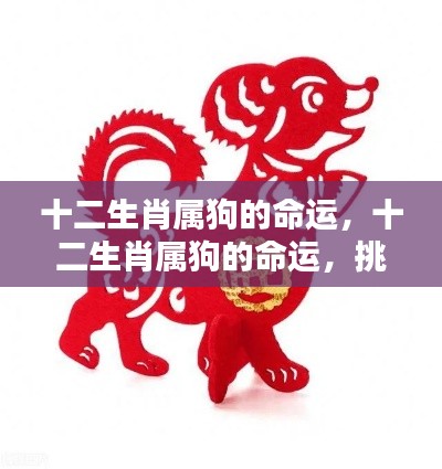 十二生肖属狗的命运,挑战与机遇并存的人生旅程
