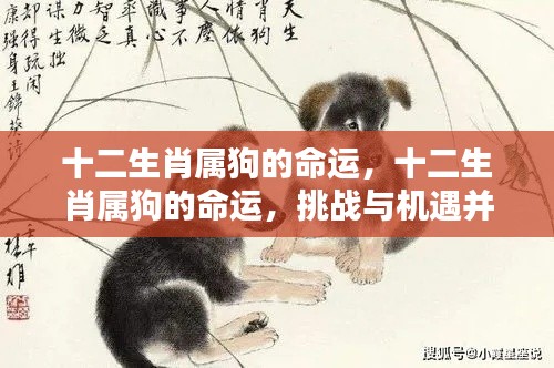 十二生肖属狗的命运,挑战与机遇并存的人生旅程