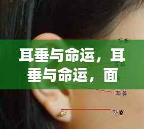 面相揭秘,耳垂与命运的神秘关联