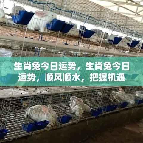 生肖兔今日运势大解析,顺风顺水,机遇把握之道