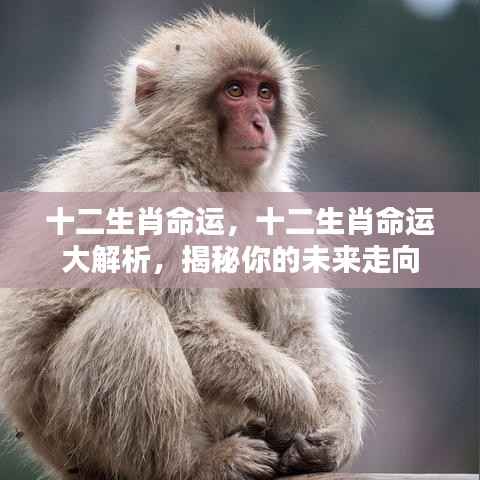 揭秘十二生肖命运走向,深度解析未来运势展望