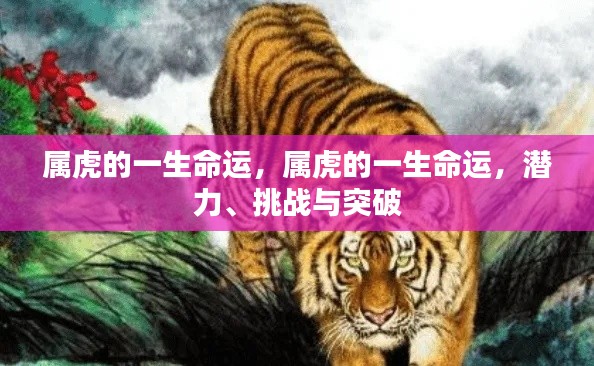 属虎人的命运轨迹,潜力、挑战与突破探索