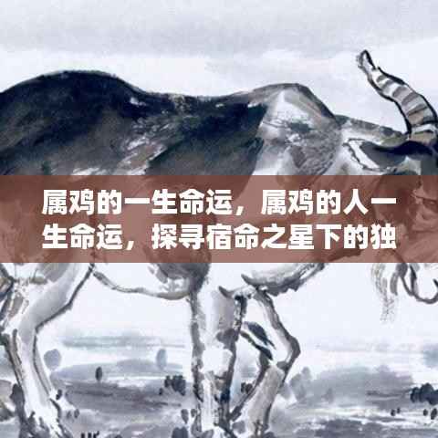 属鸡人的宿命轨迹,探寻命运之星下的独特人生之旅