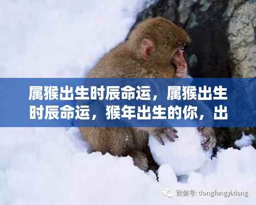 属猴出生时辰命运解析,出生时辰如何决定猴年出生人士的一生运势?