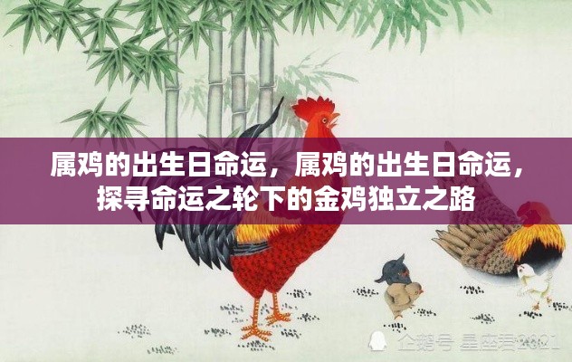 金鸡独立之路,探寻属鸡出生日的命运轨迹
