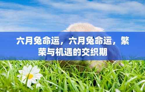 六月兔的命运，繁荣与机遇的交织时期