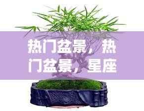 热门盆景,绿色生机与吉祥寓意的星座运势展望