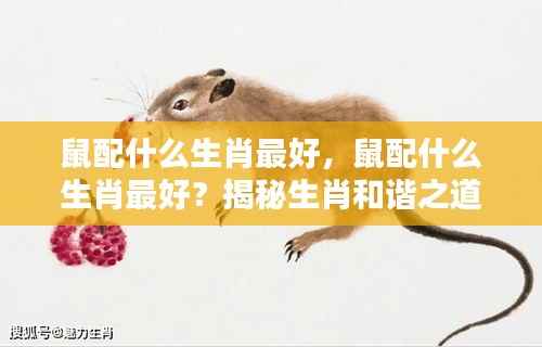 揭秘生肖鼠的最佳配对生肖,和谐之道探索!