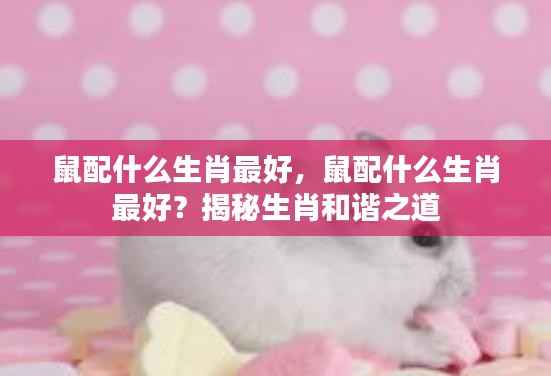 揭秘生肖鼠的最佳配对生肖,和谐之道探索!