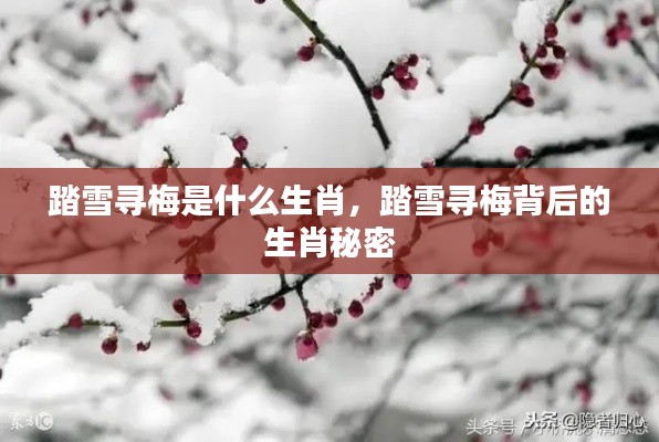 踏雪寻梅背后的生肖秘密,揭秘生肖与梅花的神秘联系