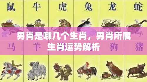 男肖生肖解析,运势揭秘与生肖特点探究