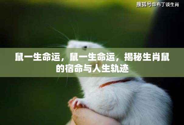 揭秘生肖鼠的宿命与人生轨迹,一生命运解析