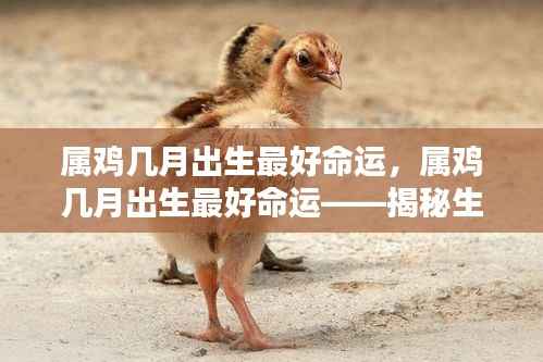 揭秘属鸡最佳出生月份与命运关联,哪个月出生的属鸡人最幸运?