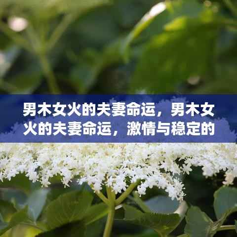 男木女火的夫妻命运,激情与稳定的和谐之旅探索