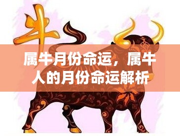 属牛人的月份命运解析,揭示不同月份的命运走向