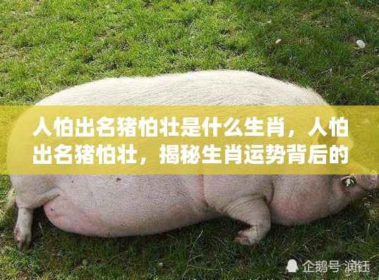 揭秘人怕出名猪怕壮背后的生肖运势深层含义