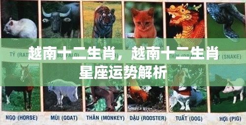 越南十二生肖与星座运势解析