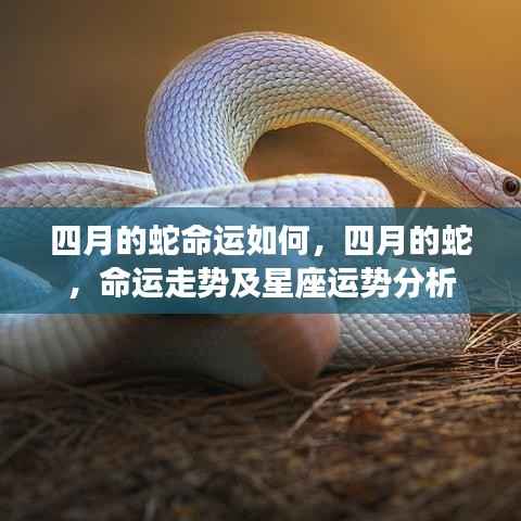 四月的蛇,命运走势与星座运势深度解析