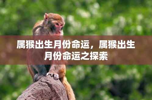属猴出生月份命运解析,探索命运轨迹