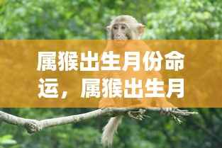 属猴出生月份命运解析,探索命运轨迹