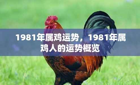 1981年属鸡人的运势概览与运势分析
