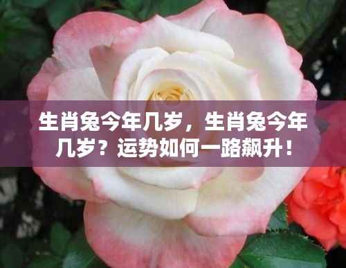 生肖兔今年运势飙升,年龄揭晓!