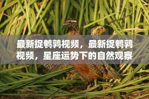 星座运势下的自然观察之旅,最新捉鹌鹑视频分享