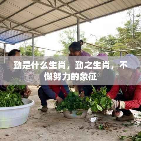 勤之生肖,不懈努力的象征揭秘