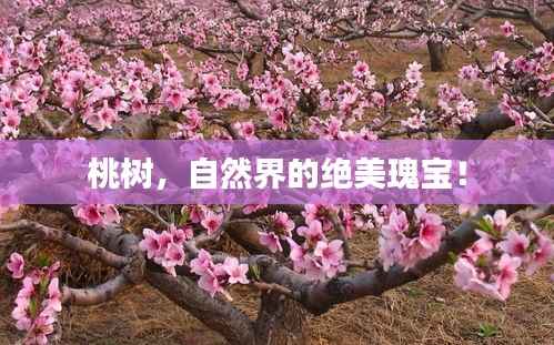 桃树,自然界的绝美瑰宝!