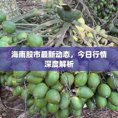 海南股市最新动态,今日行情深度解析