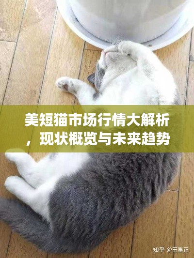 美短猫市场行情大解析,现状概览与未来趋势展望