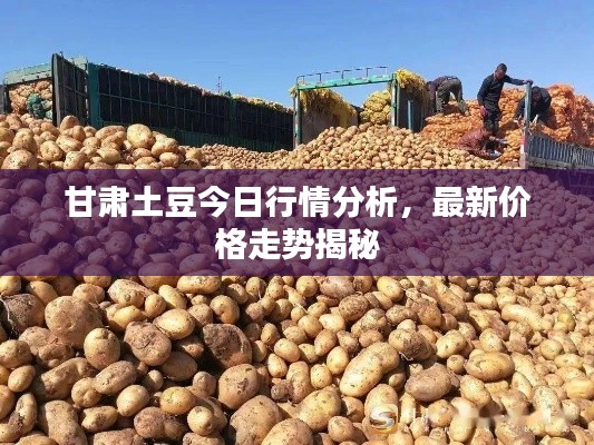 甘肃土豆今日行情分析,最新价格走势揭秘