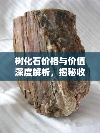 树化石价格与价值深度解析，揭秘收藏投资新热点