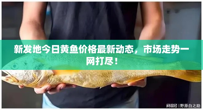 新发地今日黄鱼价格最新动态,市场走势一网打尽!