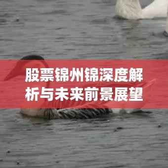 股票锦州锦深度解析与未来前景展望