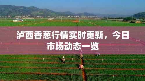 泸西香葱行情实时更新,今日市场动态一览