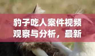 豹子吃人案件视频观察与分析,最新深度解读