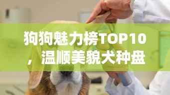 狗狗魅力榜TOP10,温顺美貌犬种盘点