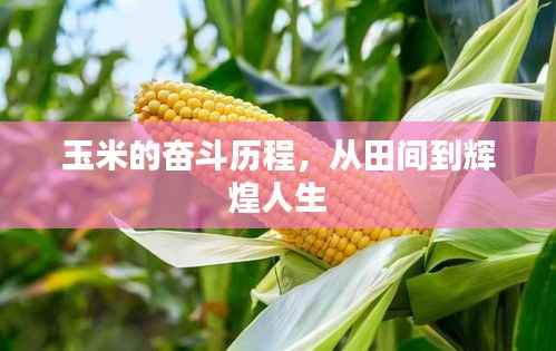 玉米的奋斗历程,从田间到辉煌人生