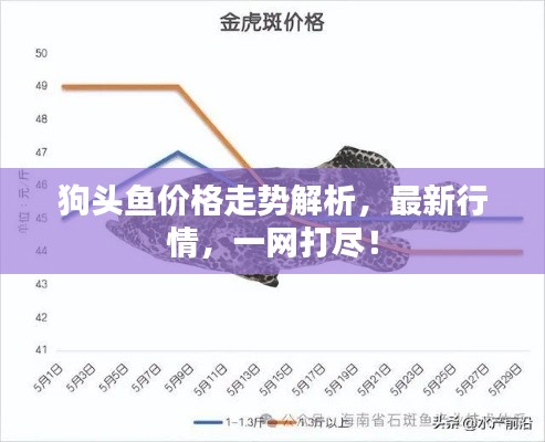狗头鱼价格走势解析,最新行情,一网打尽!