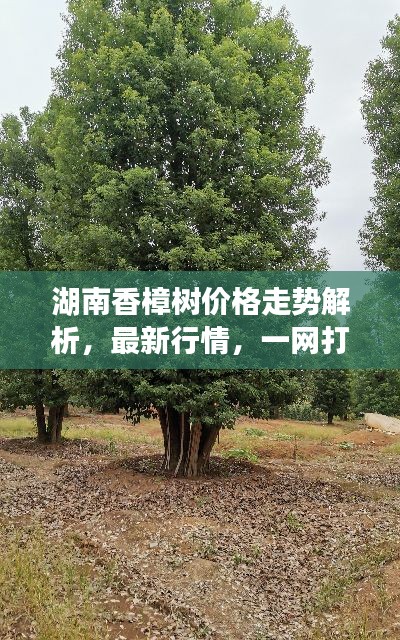 湖南香樟树价格走势解析,最新行情,一网打尽!