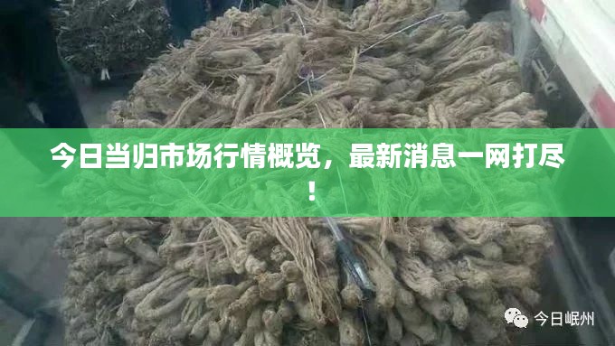 今日当归市场行情概览,最新消息一网打尽!